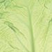 Unit 2 lettuce image.jpg